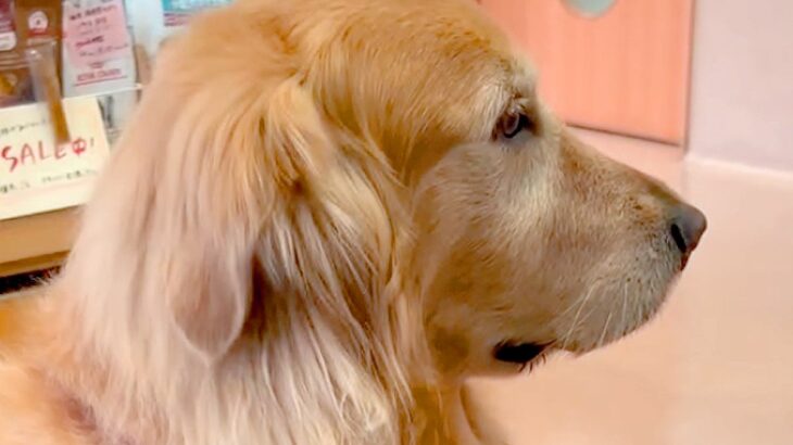動物病院で自分の順番を不安そうに待つ大型犬…診察後→別犬のような『あからさま過ぎる変化』が18万再生「ドヤ顔可愛すぎｗ」「人間も同じ」(ブログ)