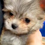 『茶色っぽいフワフワの赤ちゃん犬』を初めてトリミングした結果…もはや別の犬種？毛色が変わり過ぎた光景に「不思議」「可愛すぎ」の声(ブログ)