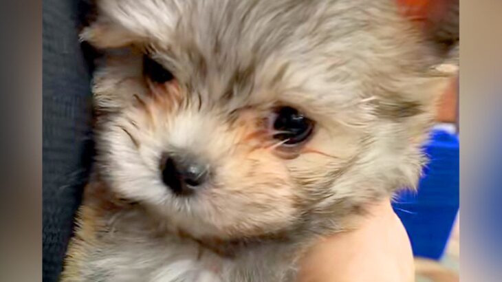『茶色っぽいフワフワの赤ちゃん犬』を初めてトリミングした結果…もはや別の犬種？毛色が変わり過ぎた光景に「不思議」「可愛すぎ」の声(ブログ)
