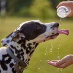 犬に絶対やってはいけない『水の与え方』5選　NG理由や適切な飲ませ方まで(ブログ)
