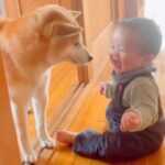犬の目の前で『赤ちゃんが大笑いした』結果…あまりにも尊い『幸せすぎる光景』が82万再生「たまらん、なんか涙出てきた」「笑い声わかるんだ」(ブログ)
