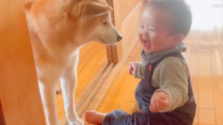 犬の目の前で『赤ちゃんが大笑いした』結果…あまりにも尊い『幸せすぎる光景』が82万再生「たまらん、なんか涙出てきた」「笑い声わかるんだ」(ブログ)