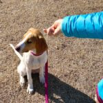 犬がわがままに育つ『絶対NG行為』5選　自己中な性格にさせないためのしつけ方まで解説(ブログ)
