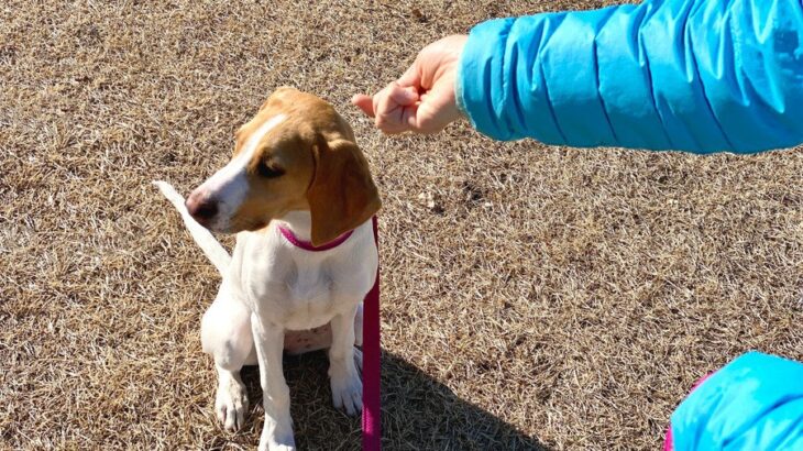 犬がわがままに育つ『絶対NG行為』5選　自己中な性格にさせないためのしつけ方まで解説(ブログ)