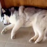 仕事を終えて帰ろうとする税理士さん→大型犬が行く手を阻んで…予想外すぎる『まさかの帰り方』が216万再生「最高のトラップｗ」「可愛すぎ」(ブログ)