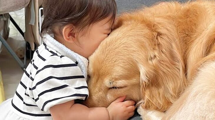 大型犬と一緒に暮らす１歳の女の子→『大好き』が溢れすぎて…泣けるほど尊い『熱烈な愛情表現』が66万再生「優しい世界」「癒される」と悶絶(ブログ)