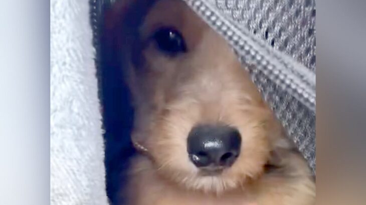 不安そうな表情をしている『臆病な保護犬』をお迎えした結果…7ヵ月後の『素敵すぎるビフォーアフター』に「幸せ与えてくれる」の声(ブログ)