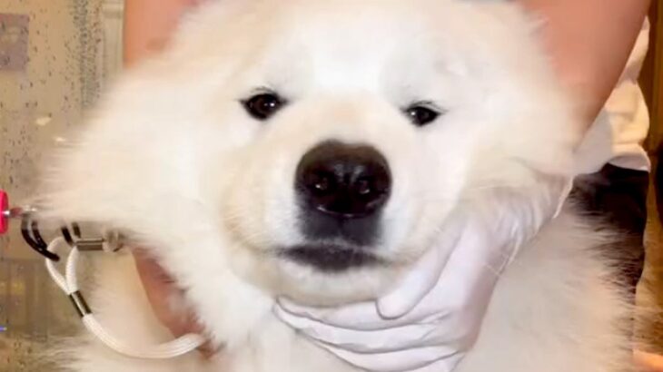 もっふもふの大型犬→『シャンプーに何時間かかるのか』密着した結果…思った以上に『壮絶な光景』が217万再生「明らかに飽きてて草」「大変」(ブログ)