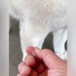『犬の毛を優しく引っ張っただけ』なのに…想像以上だった『絶望の始まり』が461万表示「クセになるｗ」「無限に取れるよね」と反響(ブログ)