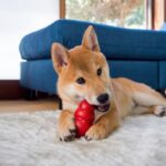 犬と楽しく簡単に遊べる『知育ゲーム』4選　愛犬に与える効果から遊び方のコツまでご紹介(ブログ)
