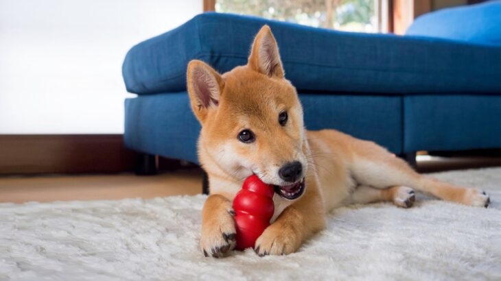 犬と楽しく簡単に遊べる『知育ゲーム』4選　愛犬に与える効果から遊び方のコツまでご紹介(ブログ)