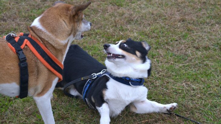 『他の犬と関わることが苦手』な犬の特徴5つ　行動に表れる心理や克服するための改善策まで(ブログ)