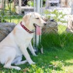 暑い季節に気をつけたい『犬の体調不良』4つ　重症化させないために気をつけるべきこととは(ブログ)