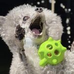 3匹の犬たちと『プール開き』をした結果→男の子と女の子の『リアクションの差』に8万いいね「アニメみたいｗ」「フィギュアかと思った」と絶賛(ブログ)