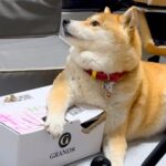 ドッグフードが入ったダンボールを守る犬→取り戻そうとした結果…衝撃的な『まさかの悲劇』が129万再生「お互い必死ｗ」「わちゃわちゃで草」(ブログ)