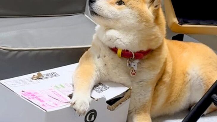 ドッグフードが入ったダンボールを守る犬→取り戻そうとした結果…衝撃的な『まさかの悲劇』が129万再生「お互い必死ｗ」「わちゃわちゃで草」(ブログ)