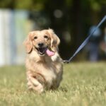 犬の散歩中『絶対にしてはいけないNG行為』4つ　トラブルの原因になりかねない注意点とは(ブログ)