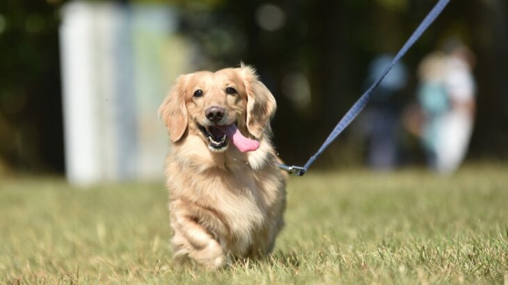 犬の散歩中『絶対にしてはいけないNG行為』4つ　トラブルの原因になりかねない注意点とは(ブログ)