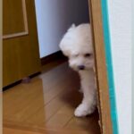部屋で泣いていたら近くにきた犬→『心配してくれている』と思ったら…想像と違いすぎる『まさかの表情』が75万再生「親父の顔で草」「横目ｗ」(ブログ)
