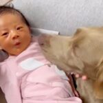 大型犬が暮らす家に赤ちゃんが誕生→寝不足になりながらも…『少しずつ縮まっていく距離』に感動「泣けてきた」「本当に優しい、素敵」と3万再生(ブログ)