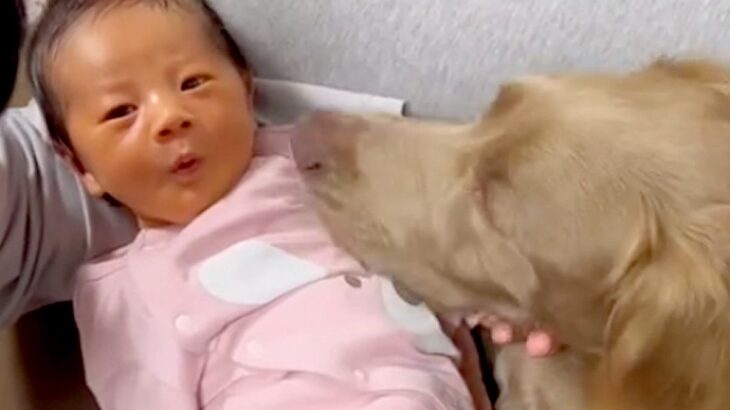 大型犬が暮らす家に赤ちゃんが誕生→寝不足になりながらも…『少しずつ縮まっていく距離』に感動「泣けてきた」「本当に優しい、素敵」と3万再生(ブログ)