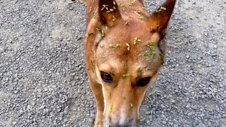 突然現れた野良犬を保護→一緒に暮らした結果…当時は想像もできなかった『現在の光景』が10万再生「運命」「表情から幸せ伝わってくる」と絶賛(ブログ)