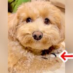 コソコソする犬に『何してるの？』と声を掛けた結果→イタズラがバレてしまい…『まさかの態度』が20万再生「必死に隠して可愛いｗ」と爆笑(ブログ)