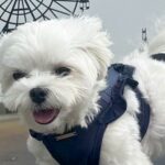 『犬専用のフォトスポット』で撮影した結果→パネルに記載された『ぐうの音も出ないセリフ』に7万3000いいね「仰るとおりｗ」「笑った」の声(ブログ)