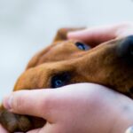 犬にNGな『アイコンタクト』4選　愛犬に恐怖心を与えてしまうことも…愛情を伝える方法まで(ブログ)