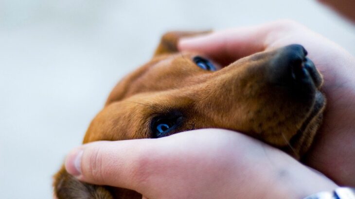 犬にNGな『アイコンタクト』4選　愛犬に恐怖心を与えてしまうことも…愛情を伝える方法まで(ブログ)