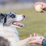 犬がどれぐらい『知能・知性』があるかを調べる方法4つ　記憶力が優れているワンコがみせる行動とは？(ブログ)