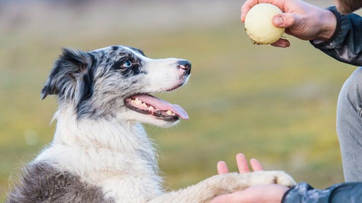 犬がどれぐらい『知能・知性』があるかを調べる方法4つ　記憶力が優れているワンコがみせる行動とは？(ブログ)