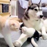 大型犬に育てられた猫→深夜、イチャイチャし始め…あまりにも尊い『本当の親子のような光景』が149万再生「表情がそっくり」「可愛すぎ」(ブログ)