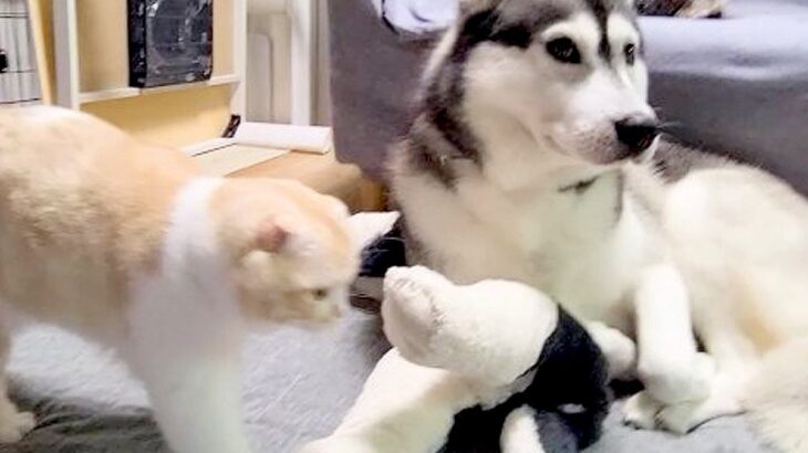 大型犬に育てられた猫→深夜、イチャイチャし始め…あまりにも尊い『本当の親子のような光景』が149万再生「表情がそっくり」「可愛すぎ」(ブログ)