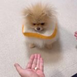 『おやつ当てゲーム』が下手すぎて絶望する犬→2年後…『圧倒的に成長した光景』が22万再生「両おててでいくの可愛すぎ」「絶望顔もいい」(ブログ)
