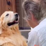 おばあちゃんの家に大型犬を迎えに行った結果→尊すぎる『別れを惜しむ光景』が23万再生「おばあちゃん保育園最高」「なんて素敵なの」と絶賛(ブログ)