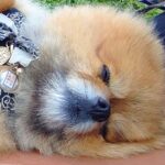 通りすがりのお兄さんに『かわいっ！』と言われた犬→思わず二度見する『尊いルーティン』に1万5000いいね「可愛すぎる」「完全に同意」の声(ブログ)