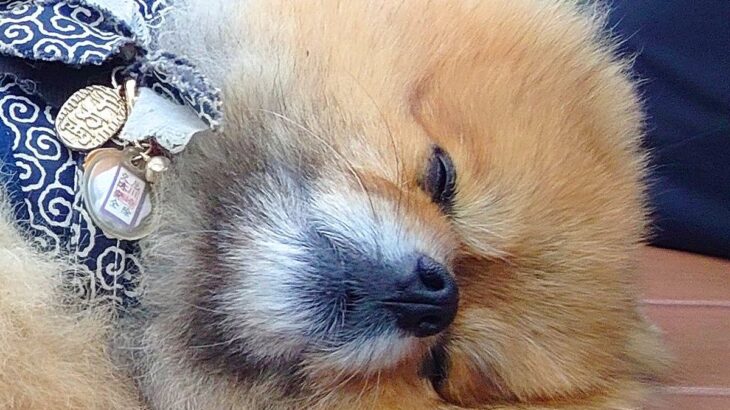 通りすがりのお兄さんに『かわいっ！』と言われた犬→思わず二度見する『尊いルーティン』に1万5000いいね「可愛すぎる」「完全に同意」の声(ブログ)