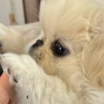 ゲームをしていたら赤ちゃん犬が…まさかの『協力プレイ』をする光景に4万いいね集まる「LボタンRボタン担当ｗ」「支えてくれてるの可愛すぎ」(ブログ)