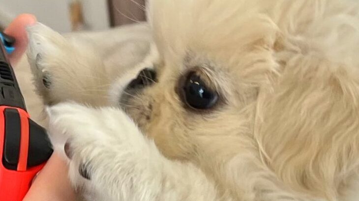 ゲームをしていたら赤ちゃん犬が…まさかの『協力プレイ』をする光景に4万いいね集まる「LボタンRボタン担当ｗ」「支えてくれてるの可愛すぎ」(ブログ)