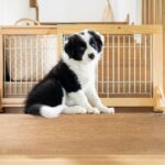 犬を飼うときに注意すべき『室内環境』5つ　危険なトラブルが起こりかねないポイントから対策法まで(ブログ)
