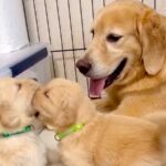 ぬいぐるみのような赤ちゃん犬がじゃれ合っていたら、お母さん犬が…優しい世界すぎる『尊い光景』に2万7000いいね「癒やされた」「幸せそう」(ブログ)