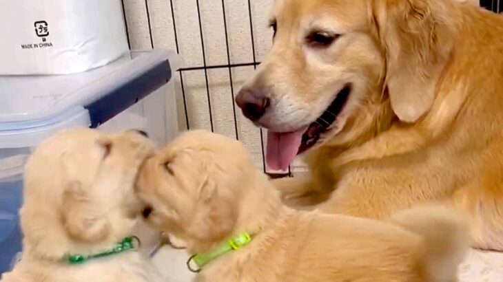 ぬいぐるみのような赤ちゃん犬がじゃれ合っていたら、お母さん犬が…優しい世界すぎる『尊い光景』に2万7000いいね「癒やされた」「幸せそう」(ブログ)