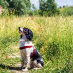 犬のしつけが与える健康管理のメリット｜基本のしつけと信頼関係を築く方法まで【獣医が解説】(ブログ)