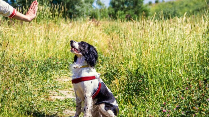 犬のしつけが与える健康管理のメリット｜基本のしつけと信頼関係を築く方法まで【獣医が解説】(ブログ)