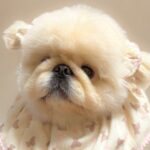 『ぼく2、3キロですよ』という顔をする犬→抱っこすると…思っていたのと違う『実際のサイズ感』に3万いいね「可愛いが詰まっててお得ｗ」の声(ブログ)