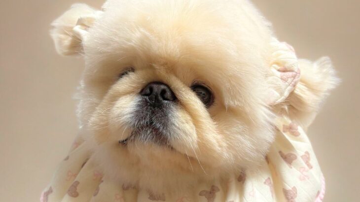 『ぼく2、3キロですよ』という顔をする犬→抱っこすると…思っていたのと違う『実際のサイズ感』に3万いいね「可愛いが詰まっててお得ｗ」の声(ブログ)