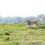 犬と暮らす『田舎と都会』どんな違いがある？4つの異なる点から引っ越す前に検討すべきことまで(ブログ)