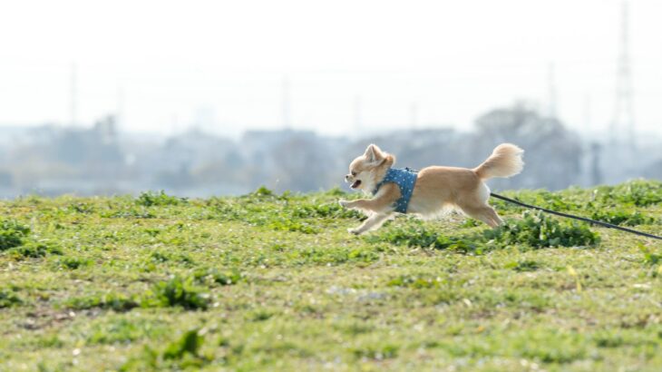 犬と暮らす『田舎と都会』どんな違いがある？4つの異なる点から引っ越す前に検討すべきことまで(ブログ)