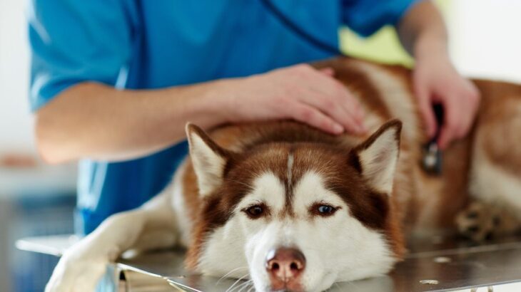 『病院嫌いな犬』がみせる行動5選　苦手意識を抱く原因や病院を安全だと認識させる方法まで(ブログ)
